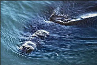  ??  ?? A manatee swims near the warm outflow from Florida Power & Light’s Riviera Beach power plant Thursday. The current cold snap saw more than one hundred of the mammals congregate at FPL’s Manatee Lagoon.