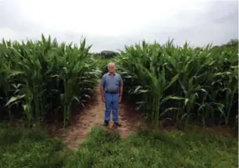  ?? FOTO GVB ?? Gepensione­erd landbouwer Jan Gielen (64) stond zijn veld af voor het doolhof. “Anderhalve kilometer aan gangen in mijn maisveld. En ja, ook zelf was ik even de weg kwijt.”