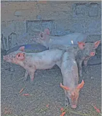  ?? Fw archive ?? ABOVE:
As African swine fever is endemic to the continent, highly effective biosecurit­y is in place in South Africa, with outbreaks usually occurring only among informal small-scale producers.