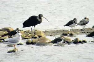  ?? Colin Bushell ?? ●● Glossy Ibis among lapwings and a gull