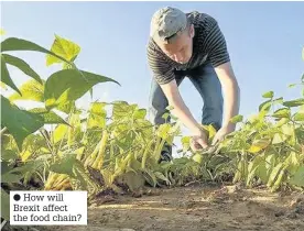  ?? How will Brexit affect the food chain? ??