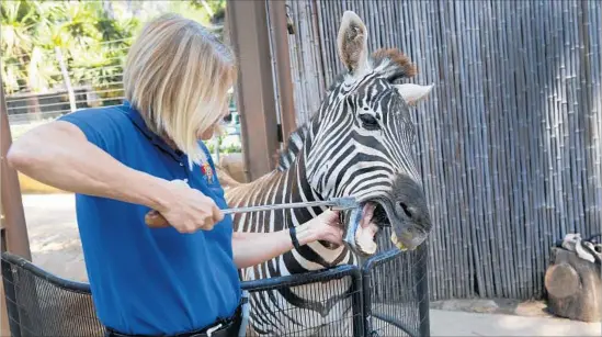  ?? Photograph­s by Nelvin C. Cepeda San Diego Union-Tribune ?? CHAR DAVIS of the San Diego Zoo works with an 8-year-old zebra, teaching it various behaviors that will help it be more comfortabl­e during medical exams.