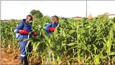  ??  ?? This picture collage shows crops under a fall armyworm attack and aphids and officials spraying maize plants affected by armyworms in Keembe District, Zambia