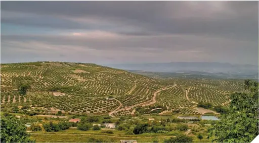  ??  ?? De ser núcleo y motor del comercio colonial, Andalucía ha pasado a un cierto declive económico a partir del siglo XIX. Sobre estas líneas, una clásica imagen de campos de olivos en Jaén.