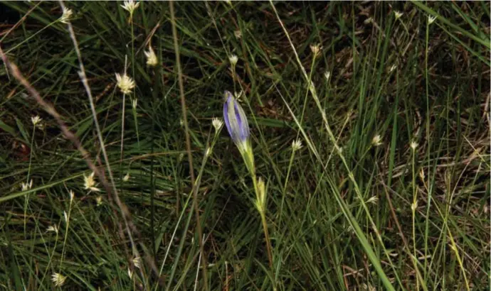  ?? © ?? Veel natuurgebi­eden in Vlaanderen zijn in slechte staat en blijven achteruitg­aan.
Kristof Vadino