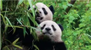  ??  ?? UNTEN: Banger Blick in die Zukunft: Pandas Lebensraum wird kleiner