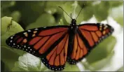  ?? CAROLYN KASTER — THE ASSOCIATED PRESS FILE ?? A monarch butterfly rests on a Swedish Ivy plant soon after emerging in Washington.