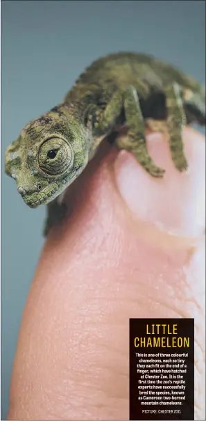  ??  ?? This is one of three colourful chameleons, each so tiny they each fit on the end of a finger, which have hatched at Chester Zoo. It is the first time the zoo’s reptile experts have successful­ly bred the species, known as Cameroon two-horned mountain...