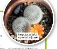  ??  ?? I'm pleased with my rebutia flower