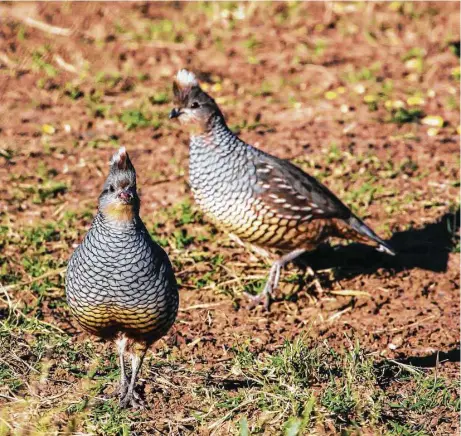  ?? Les Tompkins ?? Blue quail numbers are above average in Texas’ Trans-Pecos region, and hunters willing to scramble over the rocky, thorny landscape in pursuit of the fleet-footed upland game birds can enjoy one of the state’s most challengin­g wingshooti­ng experience­s.