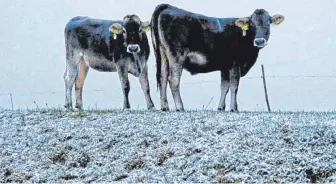  ?? FOTO: MARTINA DIEMAND ?? Den Rindern, die inzwischen ein dickes Winterfell haben, macht der Schnee nichts aus.
