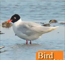  ?? All photos: Dennis Morrison ?? Med gull breeding plumage black head and bright red beak.