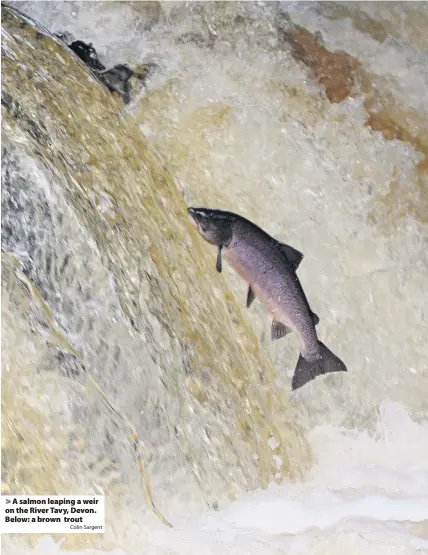  ?? Colin Sargent ?? A salmon leaping a weir on the River Tavy, Devon. Below: a brown trout