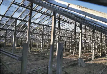  ?? Paul Chinn / The Chronicle 2015 ?? Most of the glass panels are broken or missing from decaying greenhouse­s in the Portola district of San rancisco. The greenhouse­s have fallen into disrepair since 1992 when the business shut down.