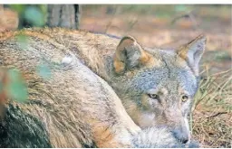  ?? ?? Im Wildpark leben ausschließ­lich Tiere, die hier heimisch sind, wie die Wölfe, ...