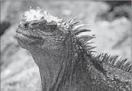  ?? [BBC AMERICA] ?? The Galapagos marine iguana is the only lizard to forage in the sea.