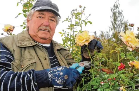  ?? Foto: Andreas Lode ?? Horst Schulz schneidet in seinem Garten verwelkte Blüten seiner Rosen ab, doch beim Rasen rät er zur Vorsicht.