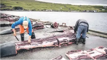  ??  ?? Men skin the body of a pilot whale on the quay in Jatnavegur near Vagar on the Faroe Islands.