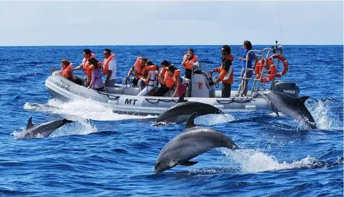  ?? ?? Encounter dolphins in the Azores, Portugal.