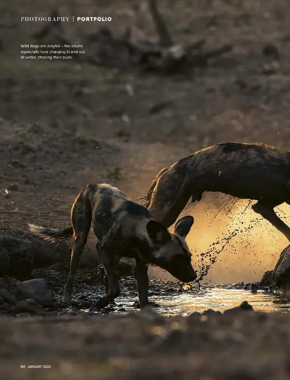  ??  ?? Wild dogs are playful – the adults especially love charging in and out of water, chasing their pups.