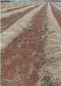  ??  ?? ABOVE:The mulched area ready for planting. Humus-rich soil means better water percolatio­n and retention, more earthworms and tons of beneficial organisms.