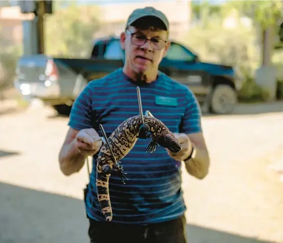  ?? ASH PONDERS/THE NEW YORK TIMES PHOTOS ?? Howard Byrne, a curator at the Arizona-Sonora Desert Museum near Tucson, handles a Gila monster from which the drug exenatide is derived.