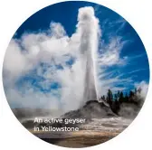  ??  ?? An active geyser in Yellowston­e