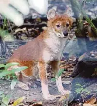  ??  ?? SERIGALA Malaysia atau anjing hutan hampir pupus.