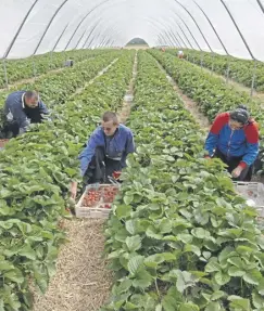  ?? PICTURE: JIM MORAN ?? Food and farming industry stakeholde­rs fear operations such as fruit picking will be hit by the proposed immigratio­n rules