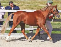  ??  ?? Below: Welsh section B stallion Devonhays Arkrose is crowned reserve supreme