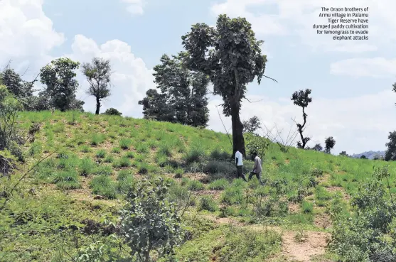  ?? ADITHYAN PC / CSE ?? The Oraon brothers of Armu village in Palamu Tiger Reserve have dumped paddy cultivatio­n for lemongrass to evade elephant attacks