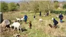  ??  ?? Menschen, die auf Ziegen starren: viel Besuch auf der Ziegenweid­e auf dem Purdown Hill im Frühling