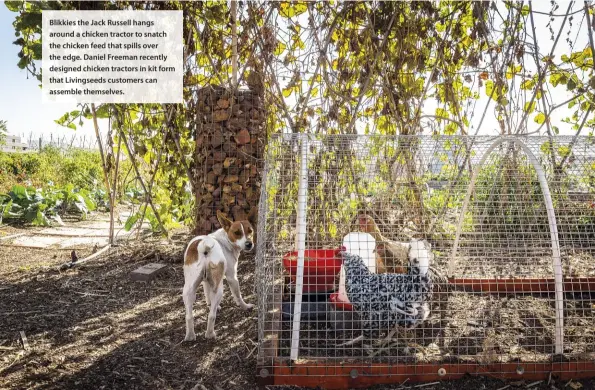  ??  ?? Blikkies the Jack Russell hangs around a chicken tractor to snatch the chicken feed that spills over the edge. Daniel Freeman recently designed chicken tractors in kit form that Livingseed­s customers can assemble themselves.