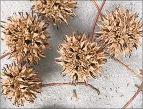  ?? ELLEN NIBALI/FOR THE BALTIMORE SUN ?? Prickly sweetgum balls make for a nuisance on sidewalks but excellent food source for birds and insects and fertilizer for yards.