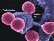  ??  ?? T-cell activation Dendritic cell