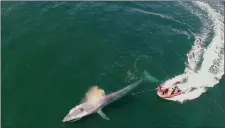  ??  ?? A team of researcher­s in a boat tag a blue whale