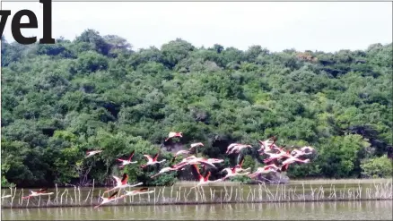  ?? ?? The flamingos are stunners in the lakes at Kosi Bay, they are captured flying on the lake with thonga fish traps.