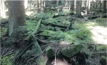  ?? — FOREST PRACTICES BOARD ?? Acting on a complaint, the province’s Forest Practices Board found that at-risk plant communitie­s such as western hemlock/flat moss are not being protected from logging on the Sunshine Coast.