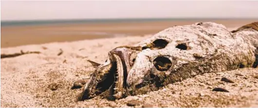  ?? National Geographic ?? THE TOTOABA fish’s coveted swim bladder draws dangerous poachers to Mexico’s Sea of Cortez in “Sea of Shadows.”