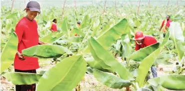  ??  ?? The Odukpani banana plantation Photos: Eyo Charles