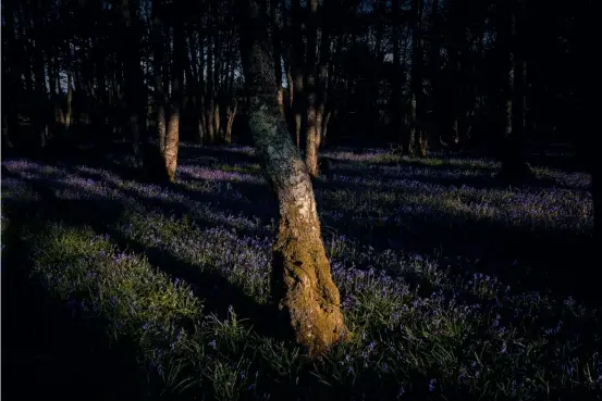  ??  ?? From top: Bluebell Wood, Kilmartin; Rays over the Sound of Jura.