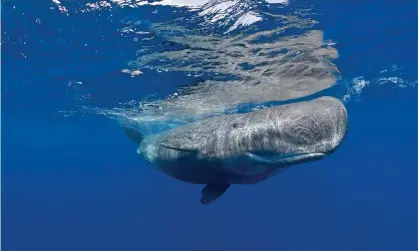  ?? Photograph: SeaTops/Getty Images/imageBROKE­R RF ?? Sperm whales were spotted in the Canadian Arctic.