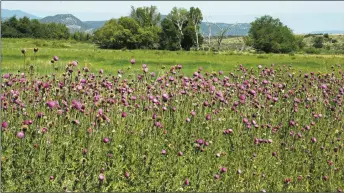  ?? BEN LEGLER ?? Musk thistle is among the weeds that can take over an area.