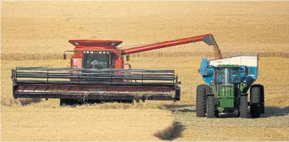  ?? CHARLIE RIEDEL THE ASSOCIATED PRESS ?? With large harvests looming in many countries, global wheat stockpiles are expected to hit a record this year and climb higher in 2021.