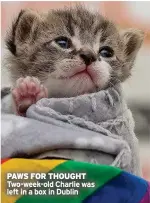  ?? ?? PAWS FOR THOUGHT Two-week-old Charlie was left in a box in Dublin