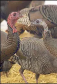  ?? Photo by Ed Helmick ?? Mount Nebo has is home to many wild turkeys. In the winter, the turkeys congregate in larger groups in the lower valleys and canyons.