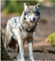  ??  ?? Auch im Landkreis Aichach-Friedberg wurde jüngst mutmaßlich ein Wolf gesichtet.