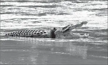  ?? MUHAMMAD RIFKI/GETTY-AFP ?? Croc can’t shake tire: A crocodile with a motorcycle tire around its neck is seen Monday in the Palu River on the Indonesian island of Sulawesi — months after crocodile expert Matthew Wright, the host of National Geographic’s “Monster Croc Wrangler,” failed to trap it and remove the tire. The crocodile has had the tire around its neck for several years.