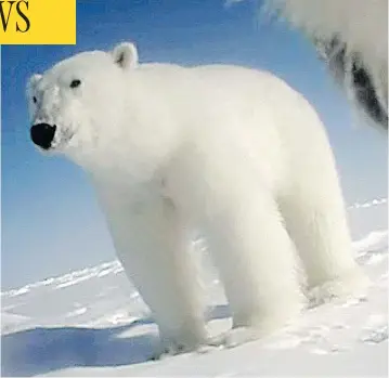  ?? HO, U.S. GEOLOGICAL SURVEY / THE CANADIAN PRESS ?? This polar bear is seen thanks to a camera attached to another polar bear. Researcher­s are using high-tech tools to get a close-up look at how the animals are coping with a rapidly changing Arctic.
