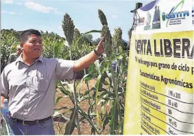  ??  ?? Consejo. El ganadero no debe pensar en preparar ensilaje solo para mantenimie­nto de las vacas, sino pensar en nutrir al ganado.